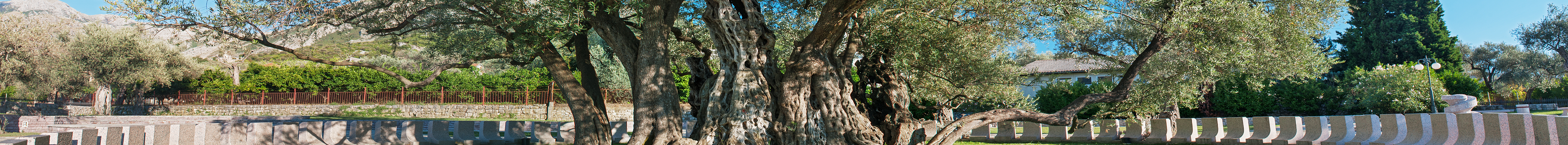 Skadar Lake