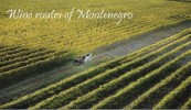 Vine routes of Montenegro